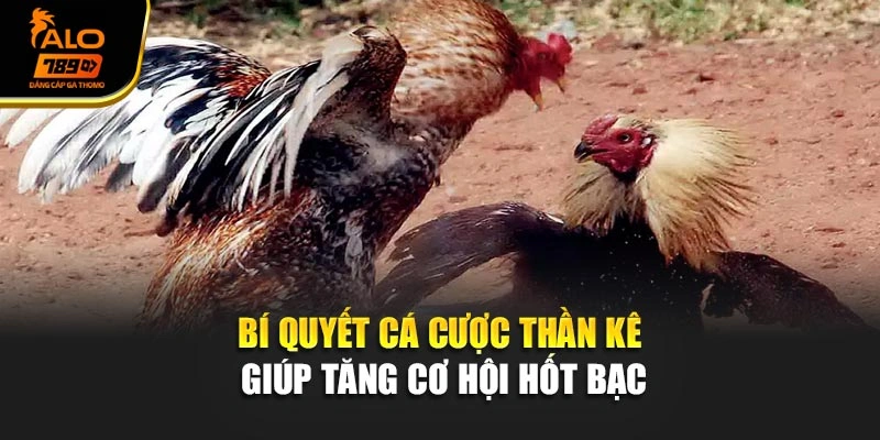 Bí quyết cá cược Thần kê giúp tăng cơ hội hốt bạc
