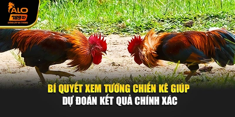 Bí quyết xem tướng chiến kê giúp dự đoán kết quả chính xác