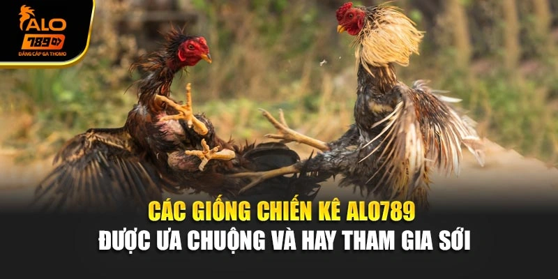 Các giống chiến kê Alo789 được ưa chuộng và hay tham gia sới