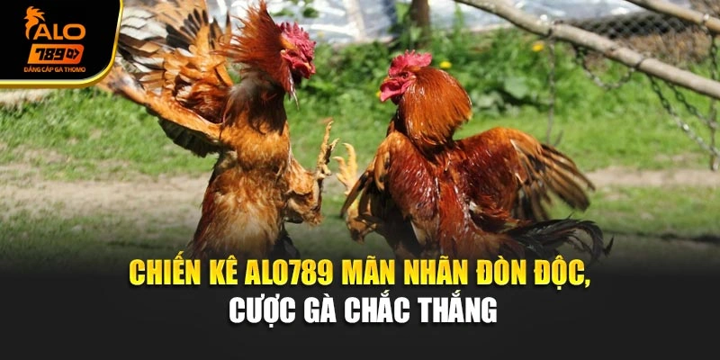 Chiến Kê Alo789 - Mãn Nhãn Đòn Độc, Cược Gà Chắc Thắng