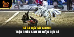 Đá Gà Cựa Sắt Alo789 - Trận Chiến Sinh Tử, Cược Cực Đã
