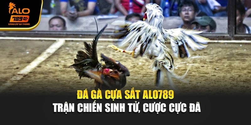 Đá Gà Cựa Sắt Alo789 - Trận Chiến Sinh Tử, Cược Cực Đã