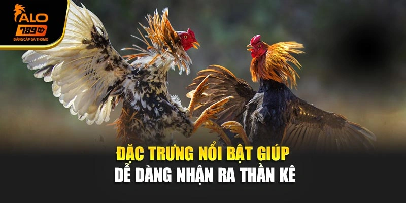 Đặc trưng nổi bật giúp dễ dàng nhận ra Thần kê