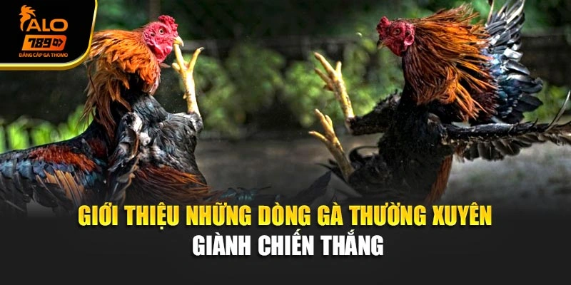 Giới thiệu những dòng gà thường xuyên giành chiến thắng