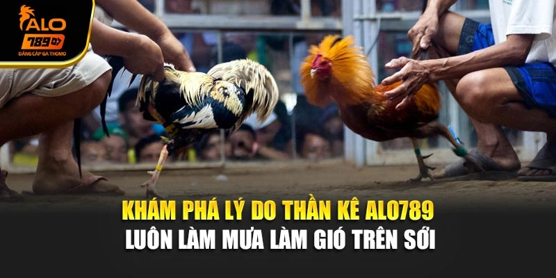 Khám phá lý do Thần kê Alo789 luôn làm mưa làm gió trên sới
