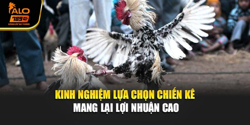 Kinh nghiệm lựa chọn chiến kê mang lại lợi nhuận cao