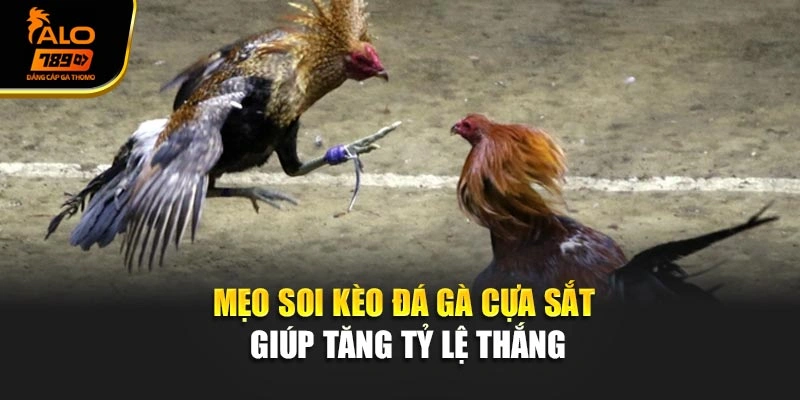 Mẹo soi kèo đá gà cựa sắt giúp tăng tỷ lệ thắng