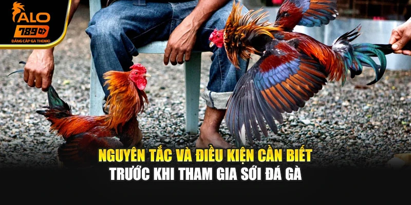 Nguyên tắc và điều kiện cần biết trước khi tham gia sới đá gà