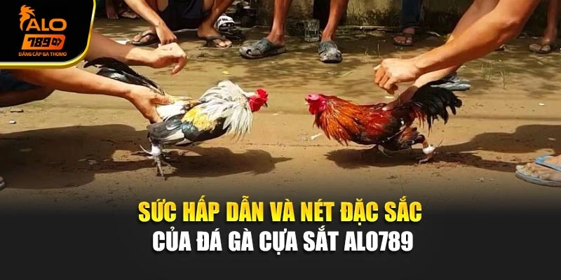 Sức hấp dẫn và nét đặc sắc của đá gà cựa sắt Alo789